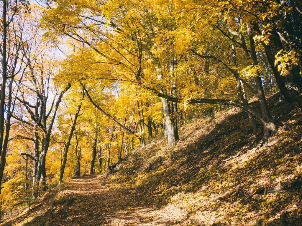 A walk in nature